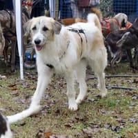 Gala, lerrnfreudig, offen, freundlich, Hündin zur Adoption