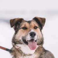 Emmy- gute Laune pur, Hündin zur Adoption