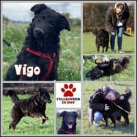 Vigo kraotischer Schäferhund Mix Rüde, Hund zur Adoption