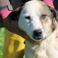 Puki - zutraulich u. aufgeweckt, Hund zur Adoption