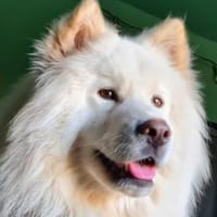 Über Tofu  mags eher ruhiger, Hund zur Adoption