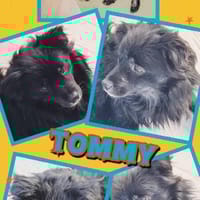 sehr lieber Tommy auf PS in 90562, Hund zur Adoption