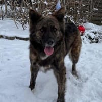 aktive Hündin Toffee auf PS in 80999, Hündin zur Adoption