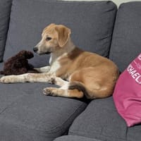 Kuschelige Loulou🌺sucht noch Nestwärme, Hündin zur Adoption