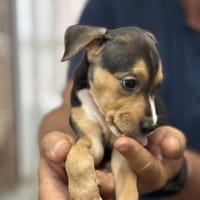 Stella, Hündin zur Adoption