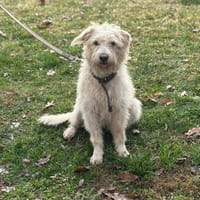 Kleine Kämpferin- Rina, Hündin zur Adoption