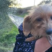 BRICCIOLA & SARDEDDU  bald in Bayern, Hund zur Adoption