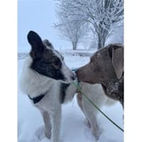 Valentin - wartet in 63679 Schotten, Hund zur Adoption