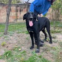 Sanfter Riese Doni, Hund zur Adoption