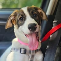 Luna sucht ihr Glück, Hündin zur Adoption