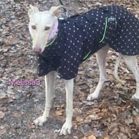 Melissa3 - wunderschöne Galga 06/22 DE, Hündin zur Adoption