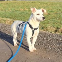 Bob, freundlicher Mischling geb. 2025, Hund zur Adoption
