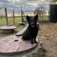 Cleverle Kaja, Hündin zur Adoption