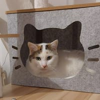 MIMINE, chatte à adopter