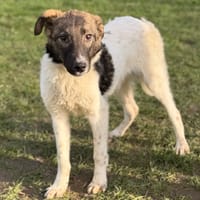 Pysix CAA14606, chien à adopter