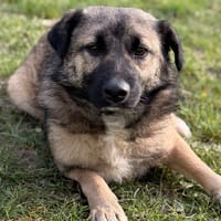 Yep CAA14609, chien à adopter