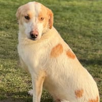 Poki CAA14614, chienne à adopter