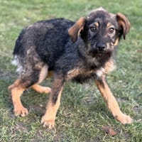 Aélys CAA14615, chienne à adopter