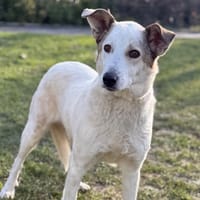 Bounty CAA14619, chienne à adopter