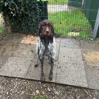 NOURS, chien à adopter