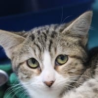 FATALE, chatte à adopter