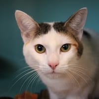 CANELLE, chatte à adopter