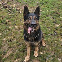 Mani, chien à adopter