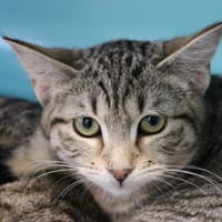XENA, chatte à adopter