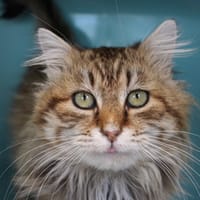 Minka, chat à adopter