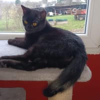 SALTO, chat à adopter