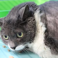 TOTORO, chat à adopter