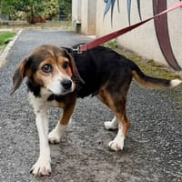 Pastille( réservée), chienne à adopter