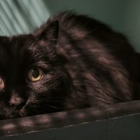 Dolly, chatte à adopter