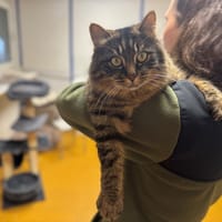 PTIGA (RESERVE) A17279, chat à adopter