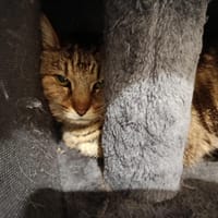 Pupuce, chatte à adopter