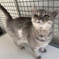 Macha, chatte à adopter