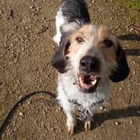 Romy, chienne à adopter