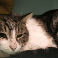 Calinou, chat à adopter