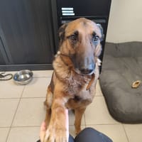 FILOU QCN, chien à adopter