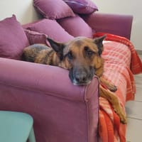FILOU QCN (J'ai trouvé ma famille), chien à adopter