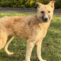 Sunday CAA14607, chienne à adopter