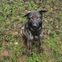 TATIANA, chienne à adopter