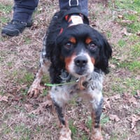 Ice, chien à adopter