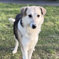 Dora CAA14620, chienne à adopter