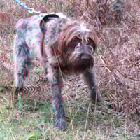 Gaspard, chien à adopter