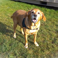 Praline, chienne à adopter