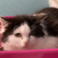 GRINCH, chatte à adopter
