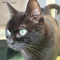 Victoire, chatte à adopter