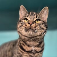 CHARLY, chat à adopter