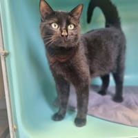 AZNAVOUR, chat à adopter